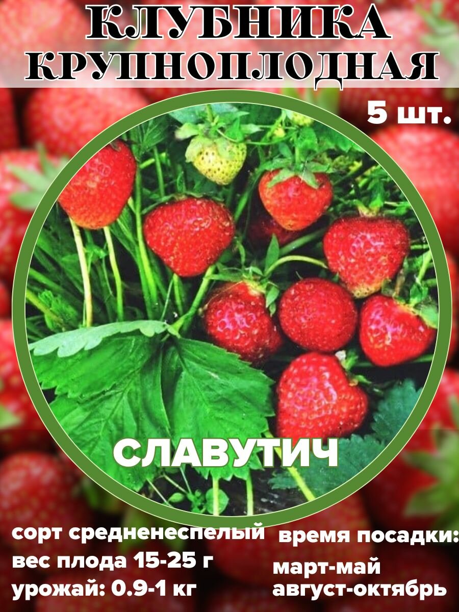 Клубника крупноплодная Славутич, рассада, саженцы 5 штук