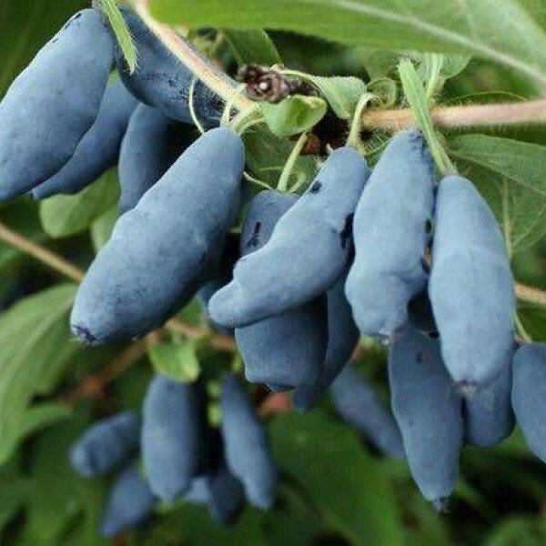 AGROVIDA Саженец Жимолость съедобная Бакчарский великан