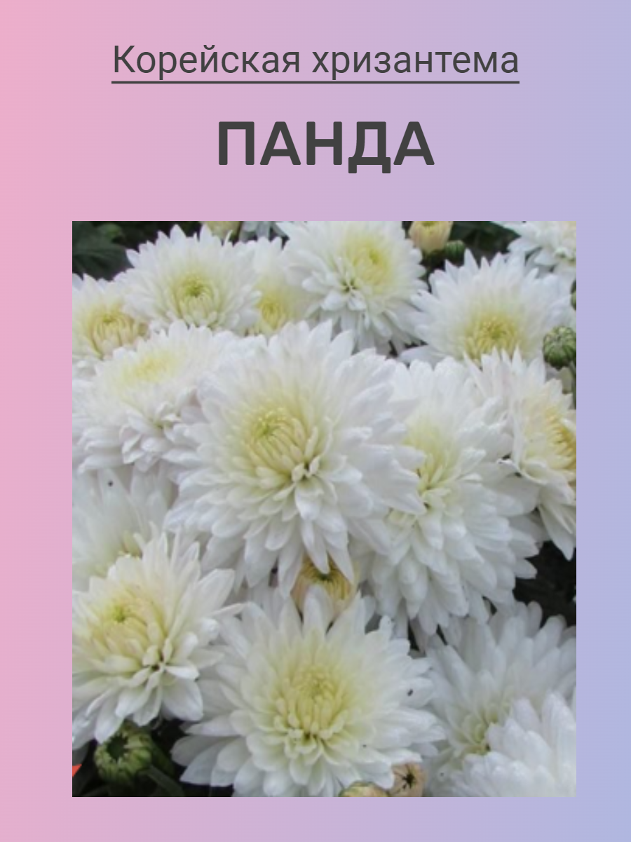 Хризантема корейская Мишель (растение в горшке р9)