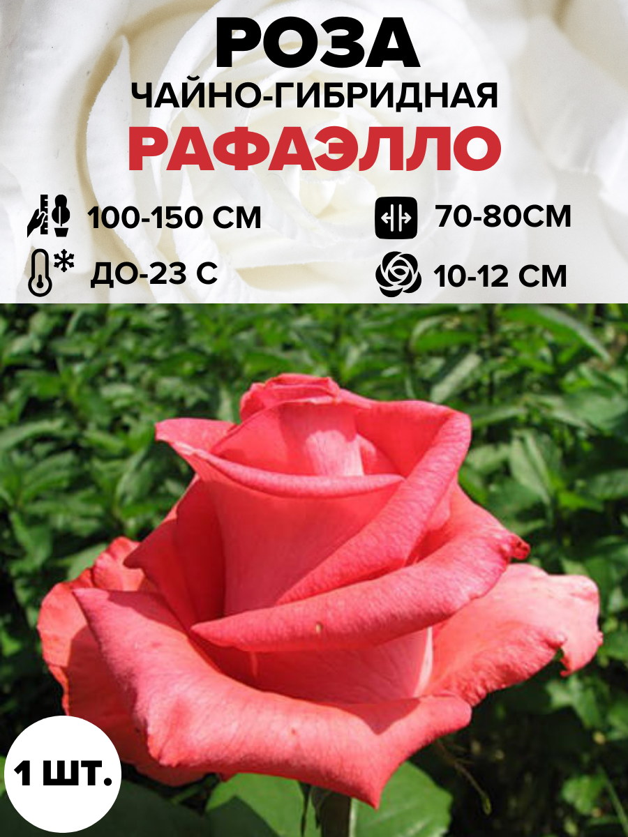 Луковицы Роза Блю парфюм чайно-гибридная 1 шт.