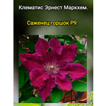 Ирис бородатый Vabash (Вобаш), 1корень - Изображение 4