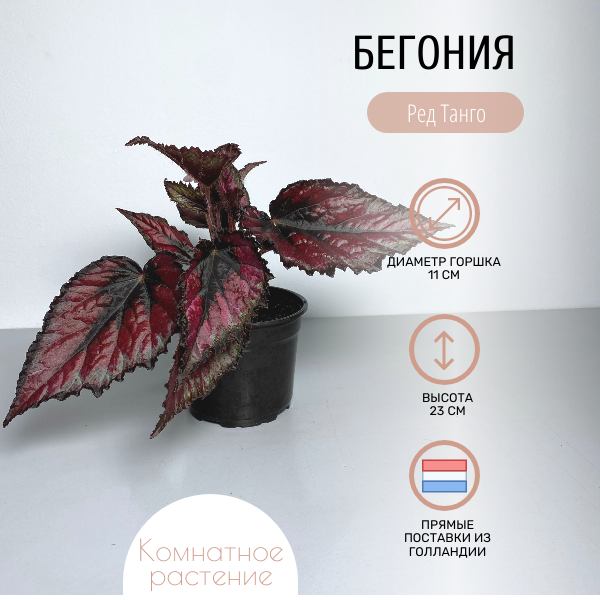 Бегония Ред Танго