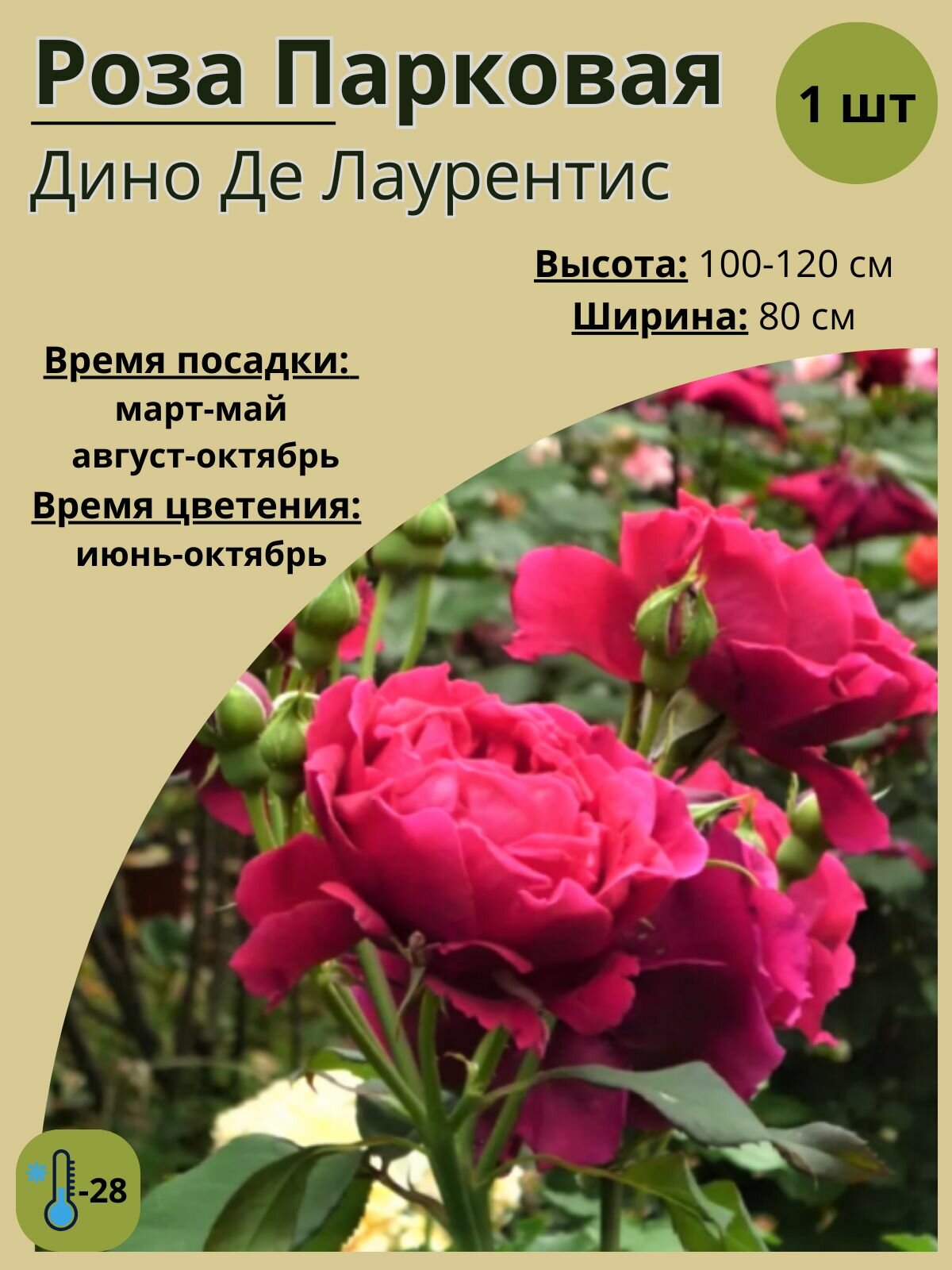 Роза парковая, саженцы розы