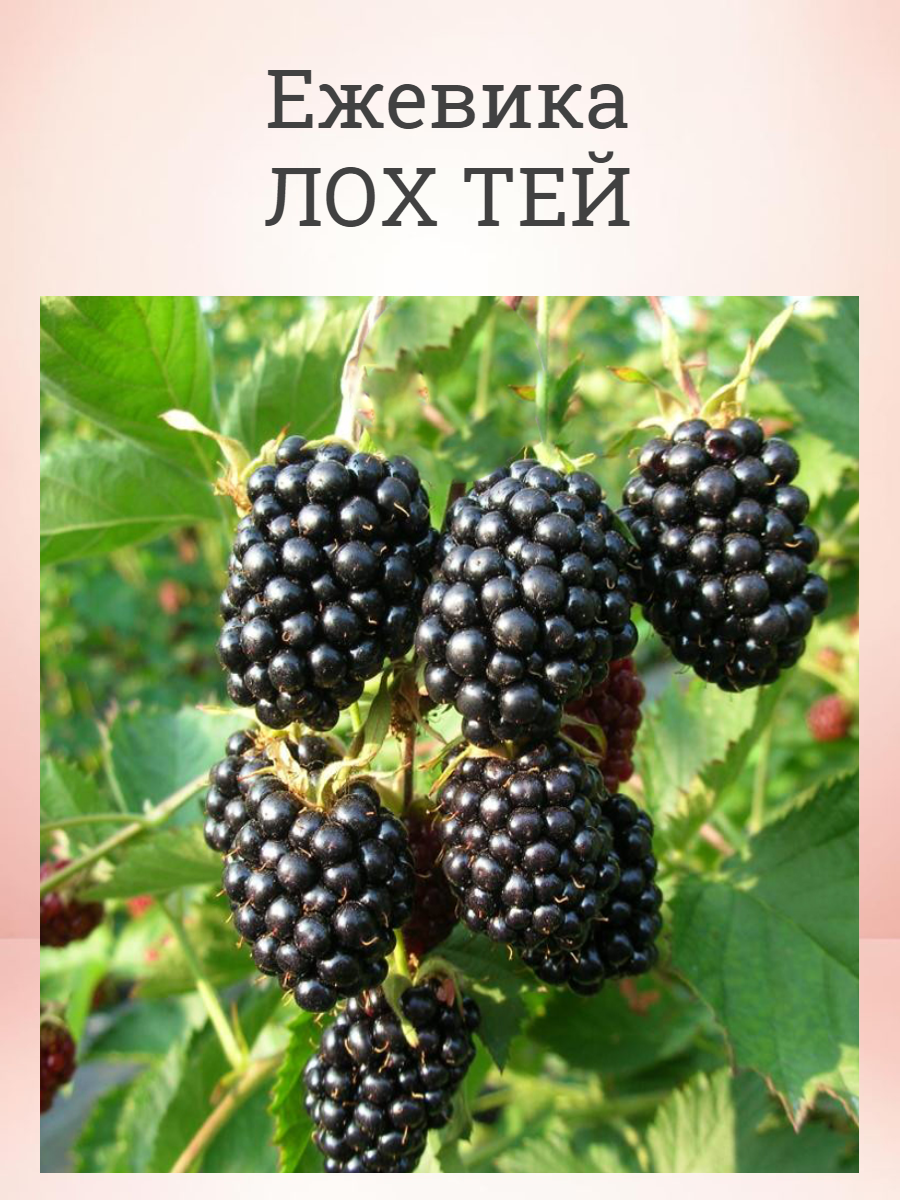 Ежевика крупноплодная Лох Тей