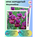 Тюльпан триумф Александр Пушкин, многолетние цветы, луковицы - Изображение 7