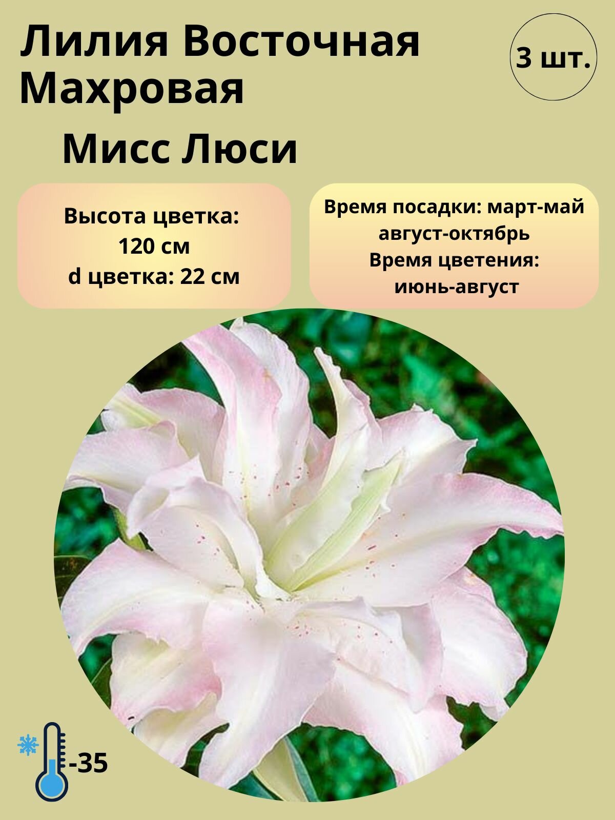 Лилия Восточная, луковицы 3 шт