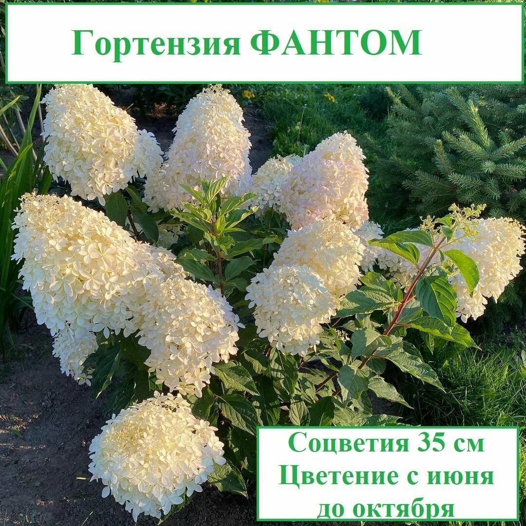 Гортензия метельчатая Фантом
