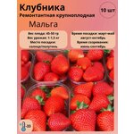 Гавриш Газон Изумрудный ковер 0,6 кг - Изображение 3
