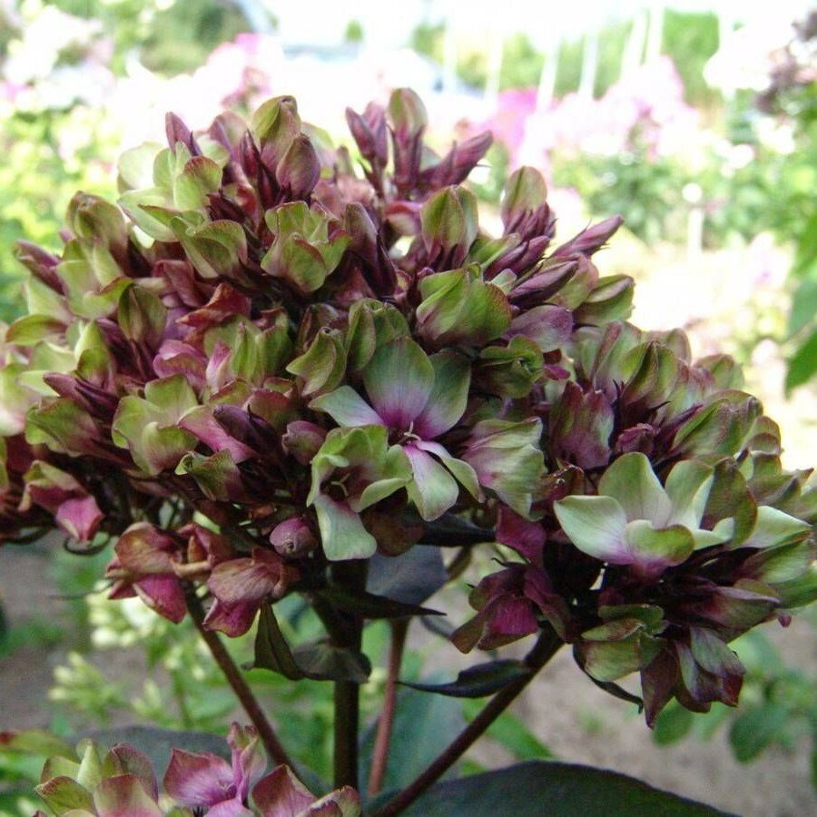 Darwin Plants Флокс метельчатый Мистик Грин (1 корневище в горшке). Holland Bulbs (Голландия)