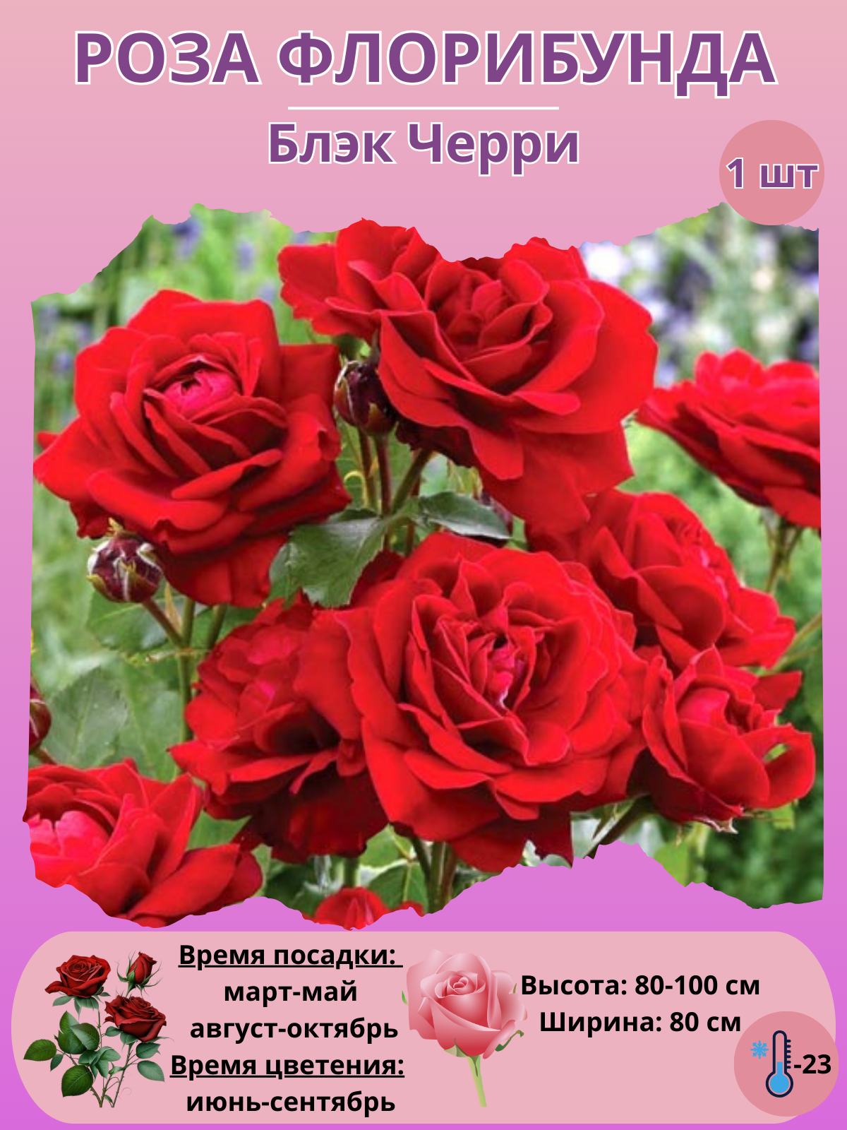 Роза Флорибунда, саженец для сада
