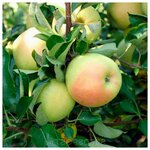 AGROVIDA Саженец Йошта - Изображение 6
