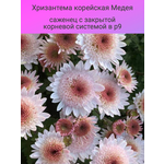 Тюльпан триумф Александр Пушкин, многолетние цветы, луковицы - Изображение 2