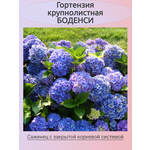 Ирис бородатый Vabash (Вобаш), 1корень - Изображение 1