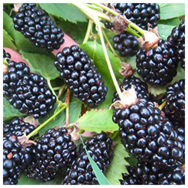 AGROVIDA Саженец Ежевика Блэк Мэджик