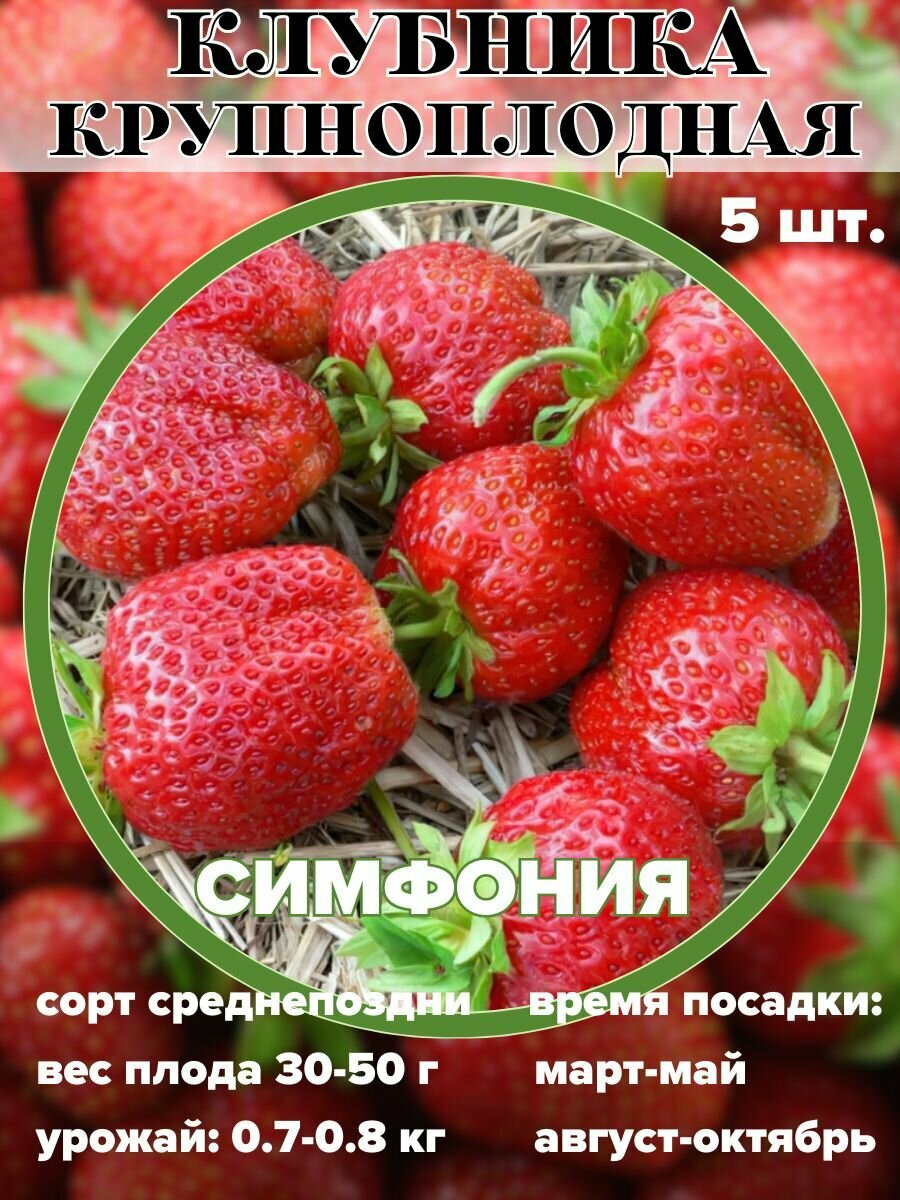 Клубника крупноплодная Симфония, рассада, саженцы 5 штук